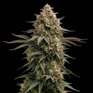 Skunk Auto