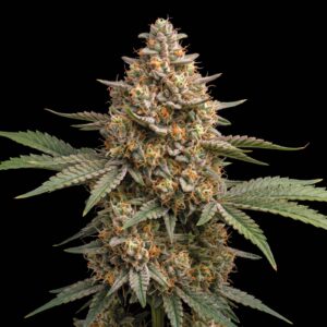 Somango Auto