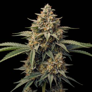 Super Lemon Haze