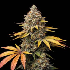 Super Skunk Auto