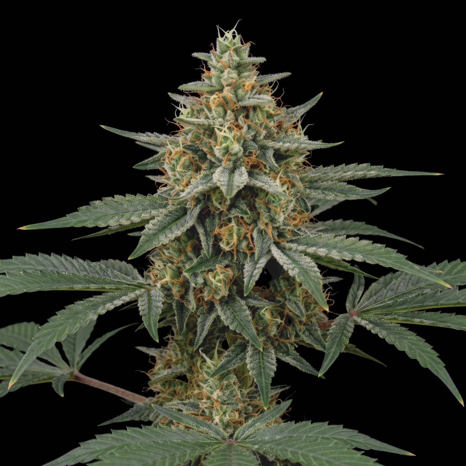 Widow Chem