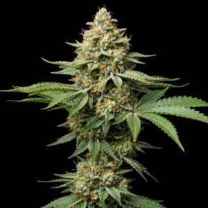 Zkittlez Lemon Haze Auto